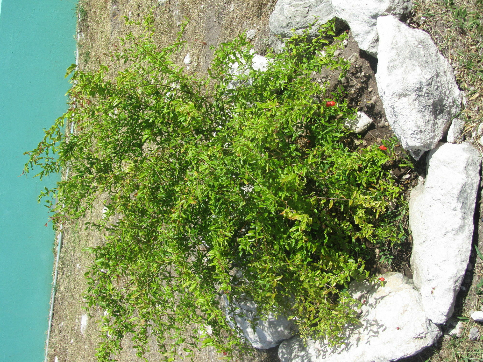 Sea Grape Villas The Settlement المظهر الخارجي الصورة